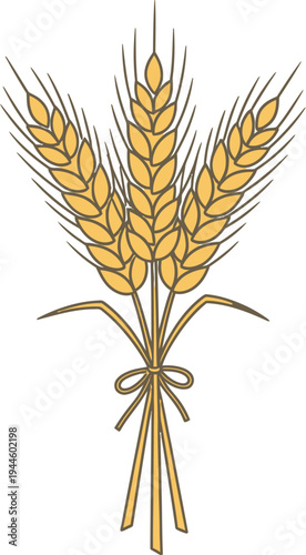 Bunch of wheat tied together with a ribbon or string