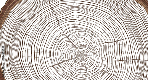 Cross section of a tree trunk showing detailed growth rings and patterns