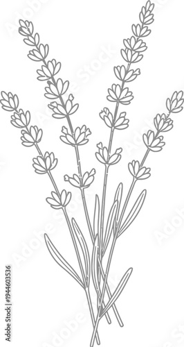 Simple black and white illustration of lavender flowers on white background