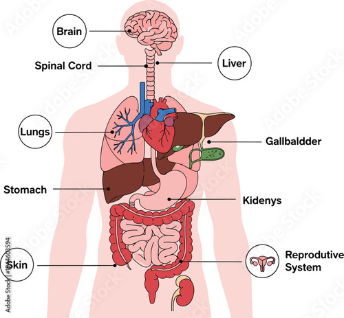 Educational human anatomy diagram with labeled internal organs, brain, lungs, liver, stomach, kidneys, reproductive system, biology learning illustration