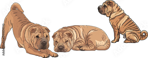 Chinese Shar Pei dog sleeping relaxed play bow sitting pose set