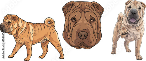 Chinese Shar Pei dog headshot portrait walking standing pose set
