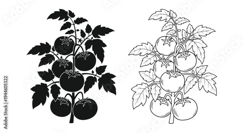 Botanical illustration of tomato plants with ripe fruits and foliage