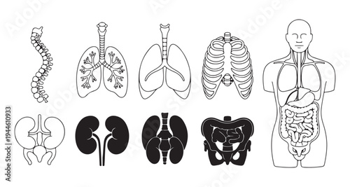 Human internal organ icons set featuring lungs kidneys spine rib cage and digestive system diagram