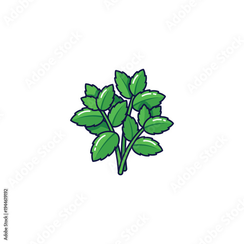 Mint Leaves Bunch Vector