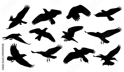 Flying Bird Silhouette Wildlife Vector Illustration Collection