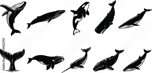 Whale silhouette collection featuring humpback whale, orca, sperm whale, narwhal and blue whale in elegant marine wildlife vector illustration set