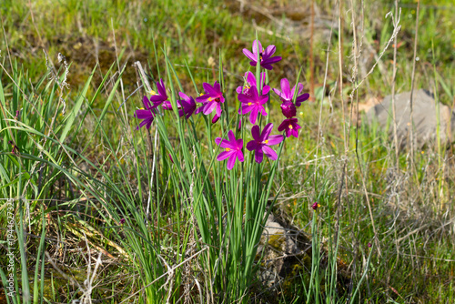 Fotografie Grass Widow Lily Flower Close Up in the Columbia River Gorge in Early Spring