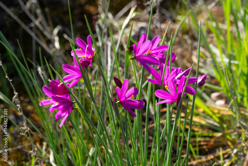 Foto Grass Widow Flowers in the Columbia River Gorge in Early Spring