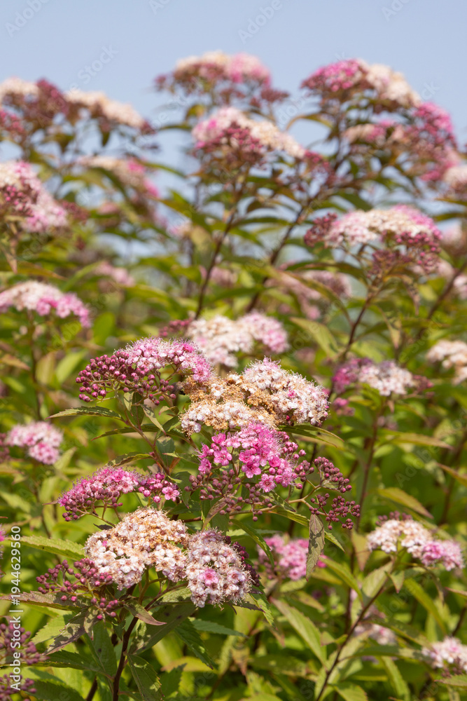 Obraz premium Spiraea japonica Anthony Waterer