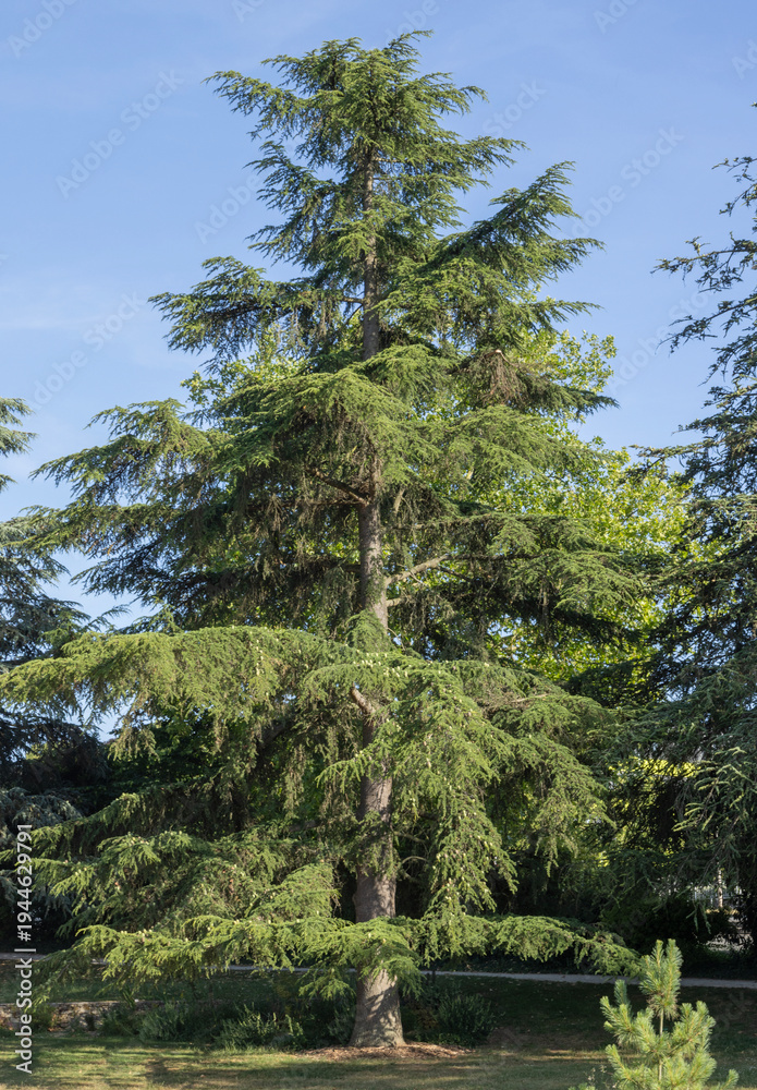 Fototapeta premium Cedrus deodara 