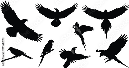 Collection of black bird silhouettes featuring soaring eagles, flying hawks, perching parrots, and majestic crows isolated on white background for versatile graphic design projects and illustrations.
