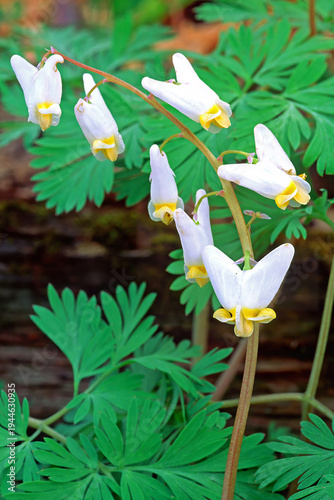 Fotografía Dutchman's breeches, Dicentra cucullaria