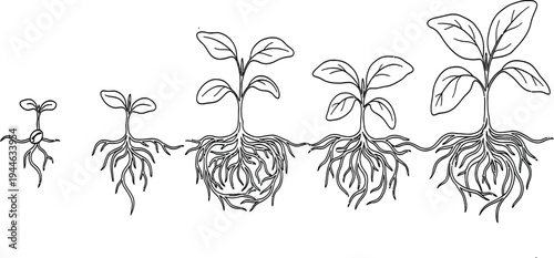 Plant growth stages illustration, seed germination root development sequence, botanical sprout lifecycle line art isolated background