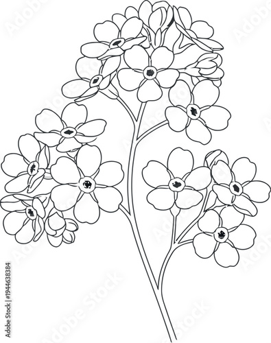 A delicate line art illustration featuring a charming cluster of small, five-petaled flowers, perfect for elegant botanical designs and naturalistic decorative elements in minimalist projects.