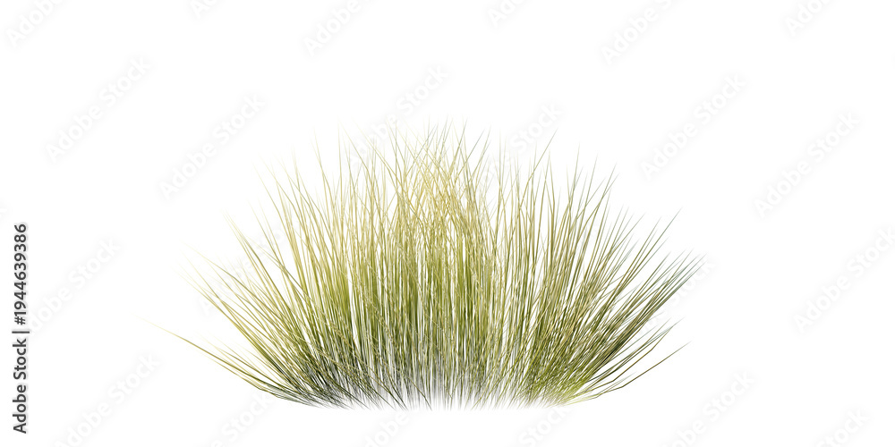Fototapeta premium Bunches of grass on a transparent background. 3D rendering. 