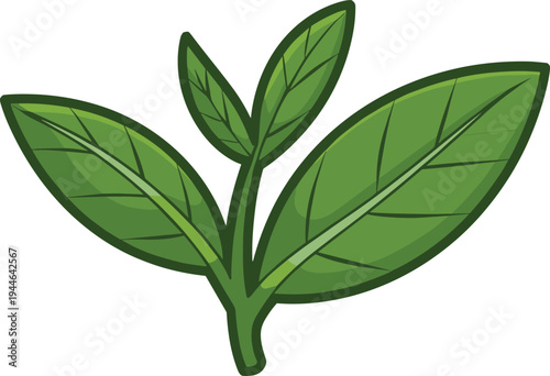 Green tea leaves illustration, herbal plant icon, fresh organic leaf symbol, natural botanical clipart, eco herbal ingredient design