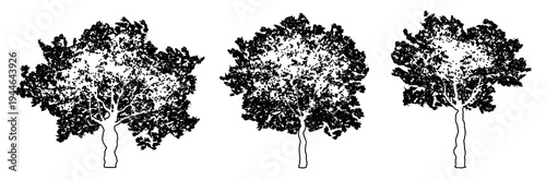 Set or collection of European Olive trees as black line drawing silhouette on white background. Concept or conceptual vector for nature, planet, ecology conservation, strength, endurance and  beauty