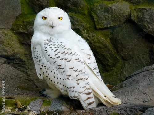 Majestic Snowy Owl on a Rock