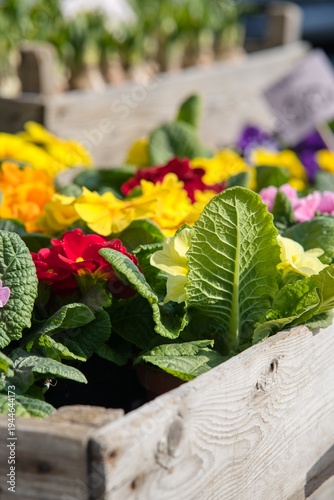 Photography Spring primroses in a wooden crate with leaf detail