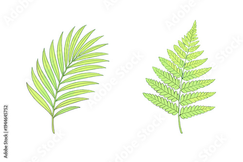 An illustration featuring two distinct green leaves set against a black background. The left leaf is a palm frond and the right is a fern frond, both showing detailed veins.