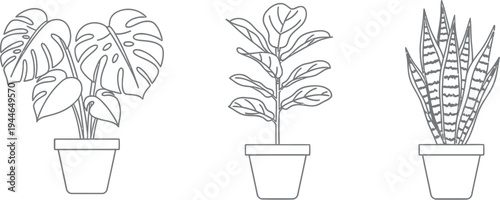 A beautiful set of three popular indoor house plants in simple black and white line art vector illustration for home decor and graphic design elements.