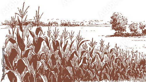Corn plants growing in countryside agricultural landscape view. Banner for farming, harvest concepts. Artwork in pencil hand drawn botanical sketch illustration style.