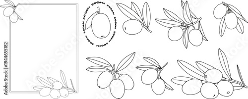 Hand drawn olive branch vector set. Botanical olive illustrations with leaves and fruits, decorative frame and design elements. 