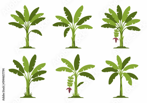 Banana tree vector icons collection. Six stylized tropical Musaceae plants with leaves, fruit bunches, and blossom buds, isolated on white.