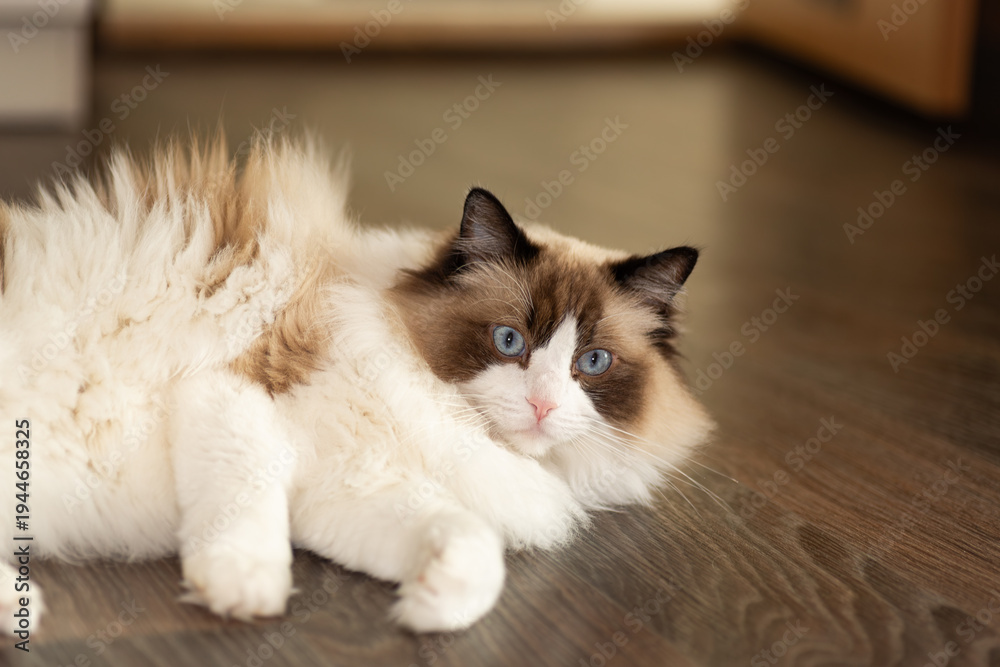 Obraz premium fluffy ragdoll cat with blue eyes sitting indoors