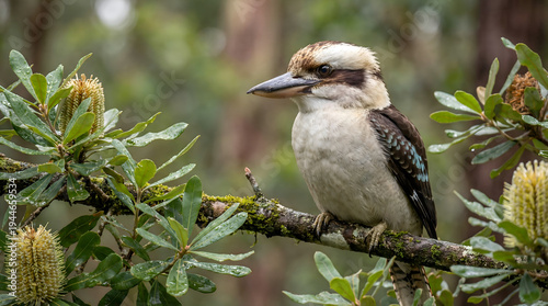 Foto Kookaburra Bird Perched on Branch with Banksia Flowers in Australian Bushland