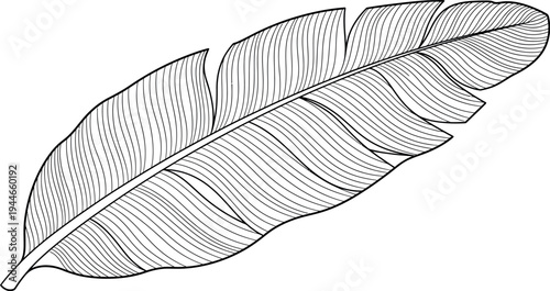 Detailed black and white line art illustration of a single tropical banana leaf fragment perfect for coloring pages or elegant design elements