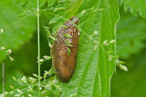 Foto European red slug on a green leaf - Arion rufus.