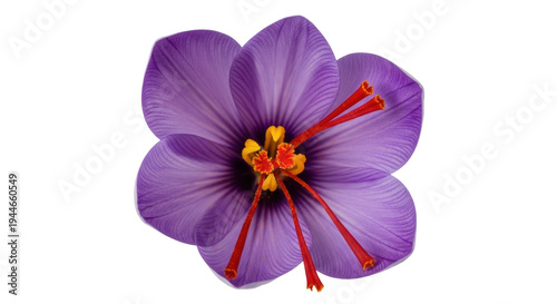 Tableau sur toile Saffron flower PNG isolated on transparent background, vibrant purple petals and