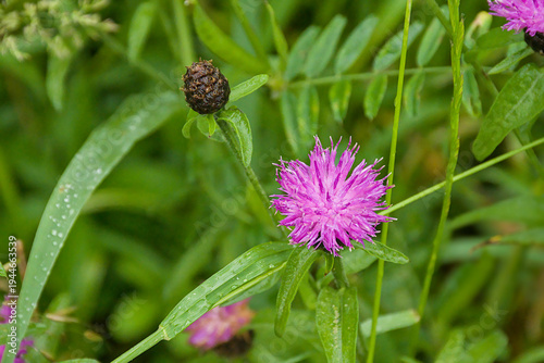 Canvastavla Pink flowers of brown knapweed - Centaurea jacea.
