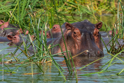 Φωτογραφία Large hippopotamus partially submerged in the Nile River surrounded by tall green river grass