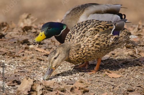 Mallard ducks