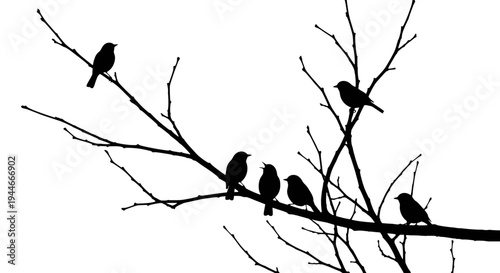 Silhouette of birds perched on a bare tree branch