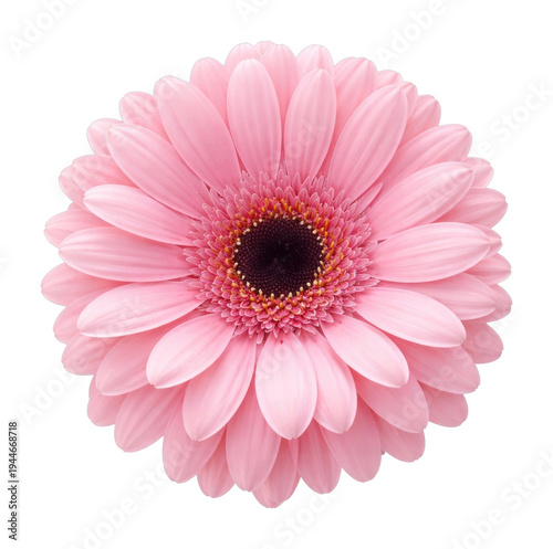 PNG Vibrant pink gerbera daisy bloom.