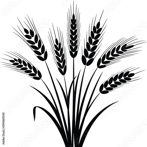 Black and white of wheat stalks with grains agricultural 1