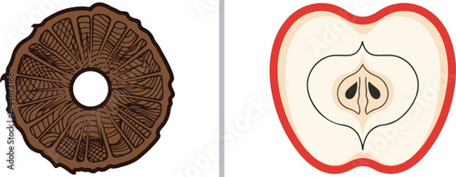 A dark brown, wood-textured doughnut shape with intricate ring patterns alongside a clean vector cross-section of a red apple revealing its core and two black seeds.