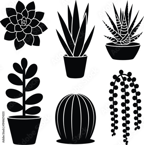 Six black and white potted plant including succulents and hanging plants potted plants