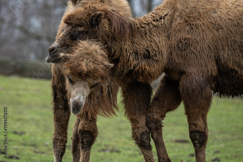 Photos Two Bactrian camels engaging in courtship behavior.