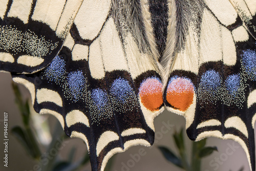 Photos Wing detail of a Swallowtail (Papilio machaon) butterfly in La Garrotxa, Catalonia, Spain