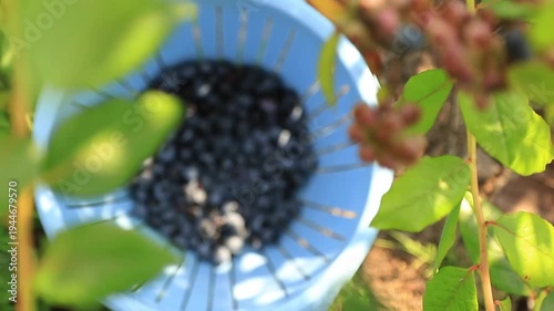 Freshly picked organic blueberries in a blue colander with a focus pulling from the bush