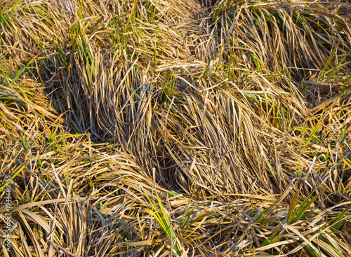 closeup dry prairie grass outdoor natural background
