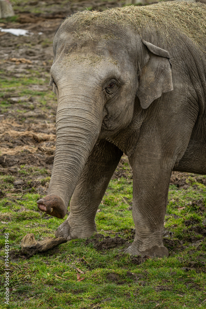 Fototapeta premium Close‑up of the front part of a female Indian elephant on a grassy lawn.