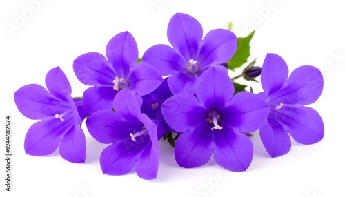 Vibrant Purple Campanula Flowers in Full Bloom on White Background.