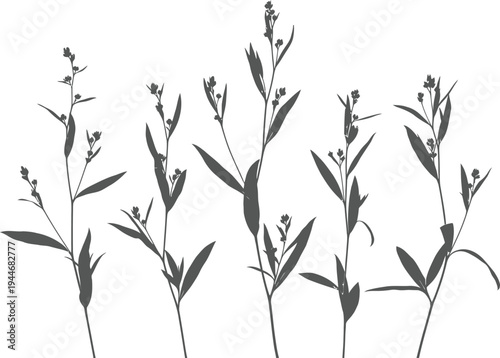 Black and white illustration of various grass plants with leaves and seed heads