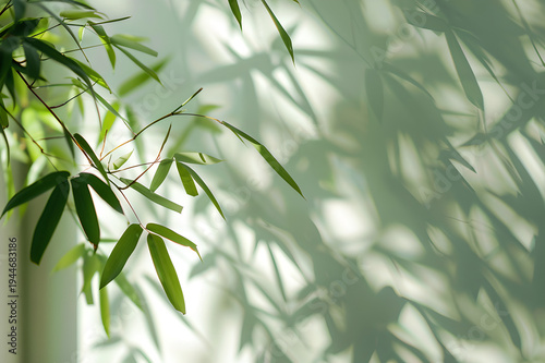 Green Bamboo Leaves with Soft Sunlight Natural Botanical Background